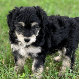 Aussiedoodle Puppies from Backyard Doodles