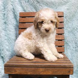 Elsa - Parti female Poodle puppy in Loretto, Tennessee from K Kountry Farm