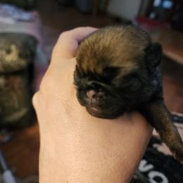 Tiny boy - Fawn male Pug puppy in Tacoma, Washington from Precious Princess Pugs