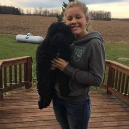 Goldendoodle and Labradoodle Puppies from Highland Sunrise Academy Stable and Kennel