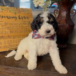 Steve - Tri-color male Bernedoodle puppy in Cartersville, Georgia from Simply Blessed Doodles