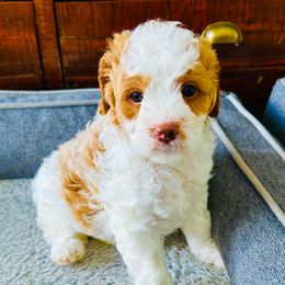 Lela - Blenheim female Cavapoo puppy in Aiken, South Carolina from Cavapoos of the Carolinas