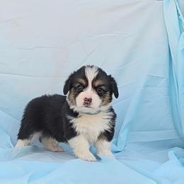 Shania x Wilson Blue Collar - Black and tan male Pembroke Welsh Corgi puppy in Grass Valley, California from Triple M Ranch Corgi's