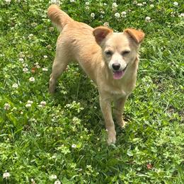Angel - Chihuahua