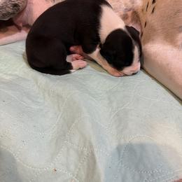 Fritz - Mantle male Great Dane puppy in Centennial, Colorado from Vanmar Great Danes of Colorado