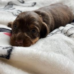 White Girl - Chocolate and tan female Dachshund puppy in Massies Mill, Virginia from Pigeon Hill Dachshunds