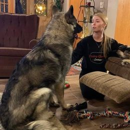 Shiloh Shepherd puppies from Edelweiss Shiloh Shepherds