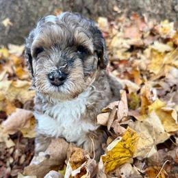 Oakley - Schnoodle - Parti male Miniature Schnauzer puppy in Wheeler, Wisconsin from Sue’s Miniature Schnauzers