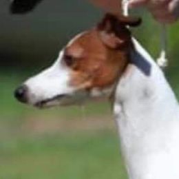 MC - Italian Greyhound