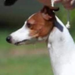 MC - Italian Greyhound