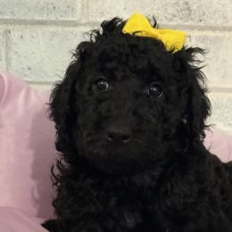 Girl 3 - female Poodle puppy in Snow Camp, North Carolina from Diamond D Poodles LLC