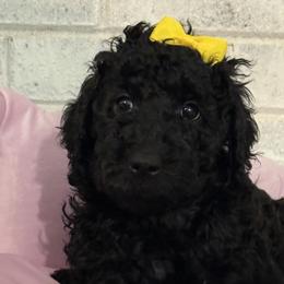 Girl 3 - female Poodle puppy in Snow Camp, North Carolina from Diamond D Poodles LLC