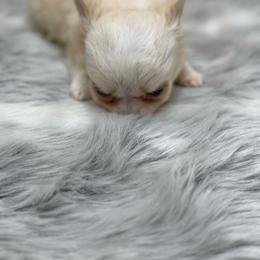 Kelly - Cream female Chihuahua puppy in Lee Center, New York from Alfheim-Andromeda Chihuahua's (A &A's)