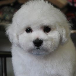 Bichon Frises from Almaza Bichons