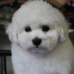 Bichon Frises from Almaza Bichons