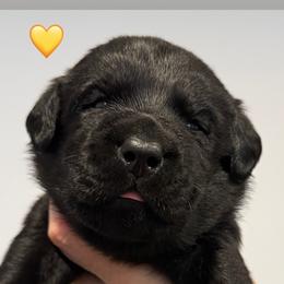 Miss Yellow - Black female Labrador Retriever puppy in Clinton, Tennessee from Summer Rose