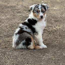 Australian Shepherd puppies from REKN’ Kennel Aussies