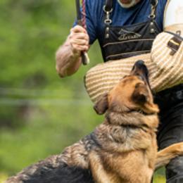 German Shepherds from Vom Eisenhunde