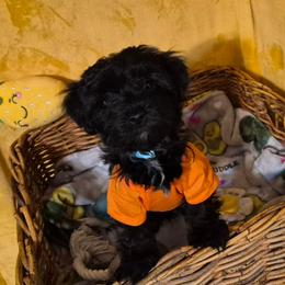 Boy 2 - Black male Havanese puppy in Manchester, Texas from Mimi's Havanese