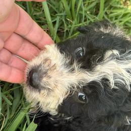 Dakota - Black and white male Aussiedoodle puppy in Four Oaks, North Carolina from RoseWest Farms