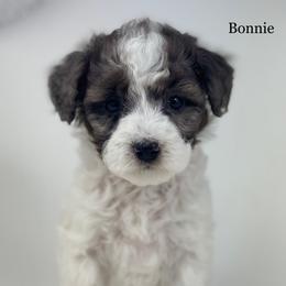 Bonnie-Petite - Parti female Goldendoodle puppy in Milford, Indiana from Railway Acres Kennel