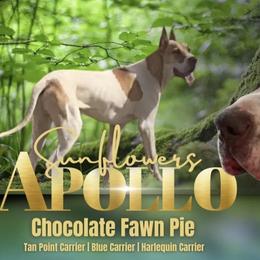 Apollo - Great Dane