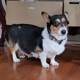 Toki - Pembroke Welsh Corgi