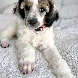 Girl 5 - Parti Poodle puppy in Stuart, Florida from AKC/Excellent + Good OFA Sweet Delightful Poodles
