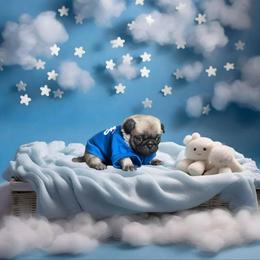 Pug Puppies from Precious Paws