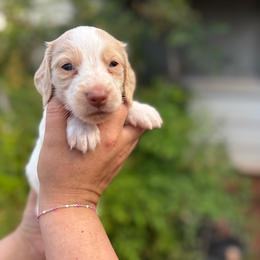 Finn - Piebald male Dachshund puppy in Wichita Falls, Texas from Long Dogs in The Falls