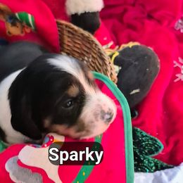 SPARKY - Piebald male Dachshund puppy in Bangs, Texas from Lickin'bach Miniature Dachshunds