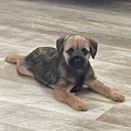 Border Terriers from Steel Ridge Border Terriers