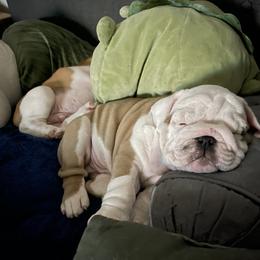 Bulldog Puppies from Semper Fi Bulldogs