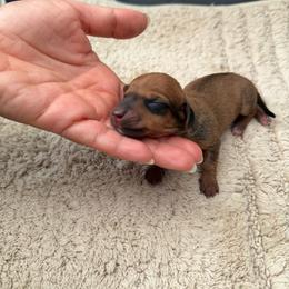 Stella - Red female Dachshund puppy in Los Angeles, California from Dachshunds of the Desert