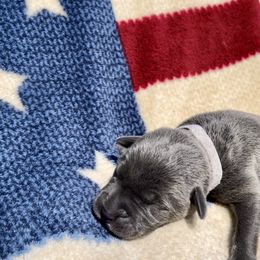 Belle - Gray Cane Corso puppy in Asheville, North Carolina from War Dogs