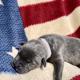 Belle - Gray Cane Corso puppy in Asheville, North Carolina from War Dogs