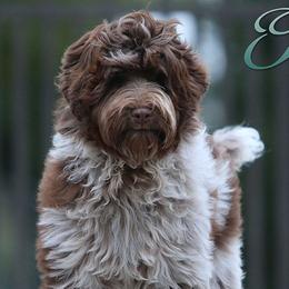 Treble - Australian Labradoodle