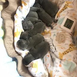 French Bulldog Puppies from Crooked C Ranch