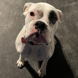 Layla - Boxer