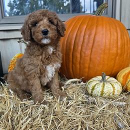 Black collar buddy - Red  male Goldendoodle puppy in Bristol, Tennessee from 4goldendoodles