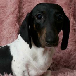 Dachshunds from Cave Valley Hounds
