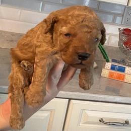 Winston - Parti male Goldendoodle puppy in Fairmont, West Virginia from Robin Nelson
