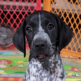 Kona - Black and white German Shorthaired Pointer puppy in Banning, California from ⭐🦆 So Cal on Point GSP'S🇺🇲🇩🇪 lg