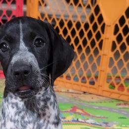 Kona - Black and white German Shorthaired Pointer puppy in Banning, California from ⭐🦆 So Cal on Point GSP'S🇺🇲🇩🇪 lg