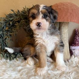 Girl 4 - Merle female Bernedoodle puppy in Perryville, Maryland from Heavenly Heritage Dachshunds and Doods