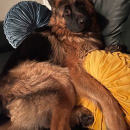 German Shepherd All Grown Up from Coffey Shepherds