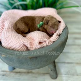 Green Collar - Red female Cavapoo puppy in St George, Utah from Picture Perfect Doodles