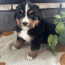 Duke - Black rust and white male Bernese Mountain Dog puppy in Dundee, Ohio from Steinhaus Dogs