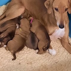 Azawakh Puppies from Kel Simoon Azawakh