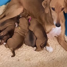 Azawakh Puppies from Kel Simoon Azawakh